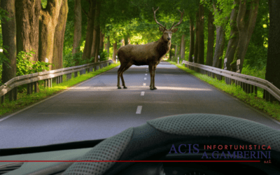 Incidenti con animali selvatici, cosa fare